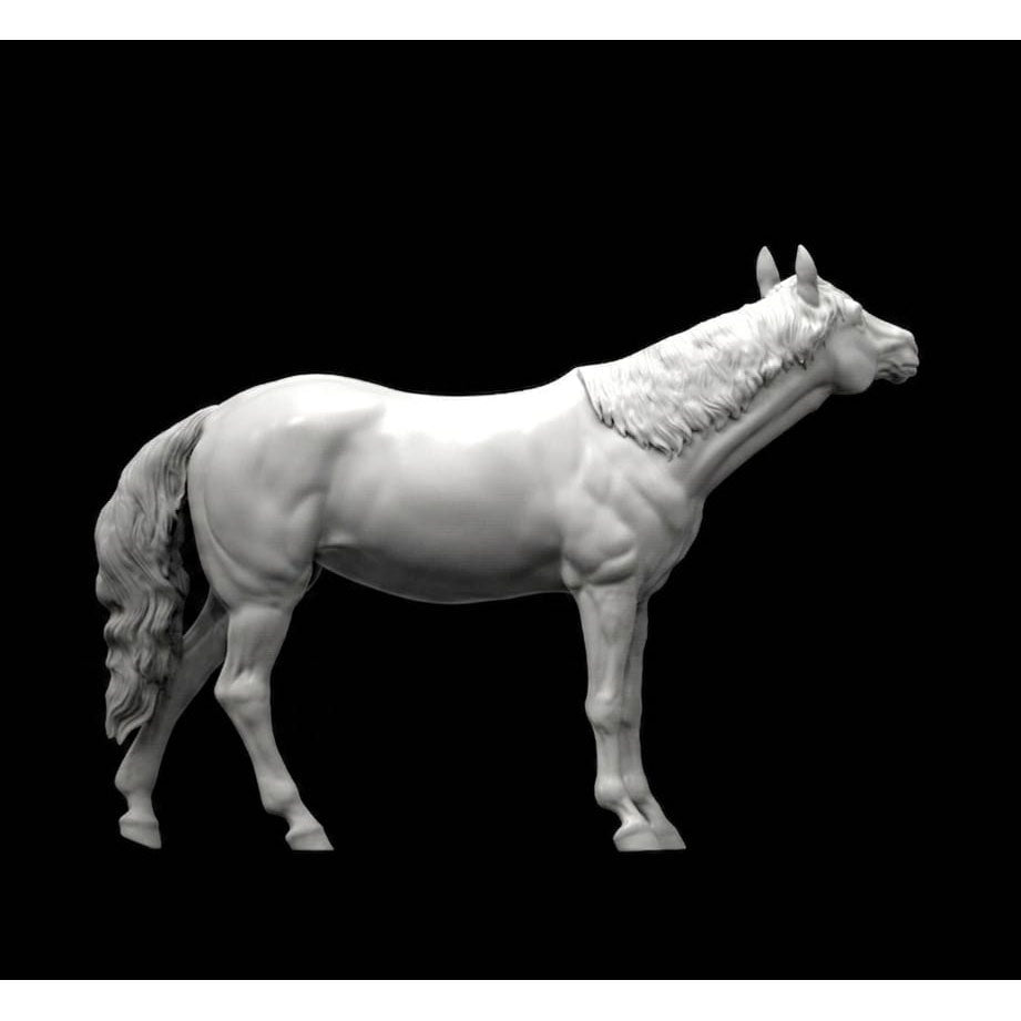 Appaloosa